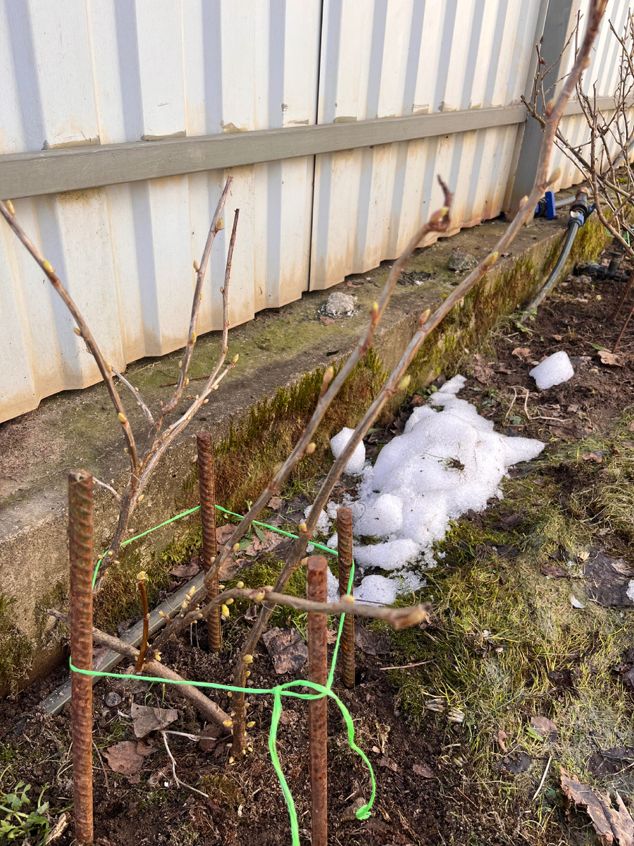 Почки у чёрной смородины