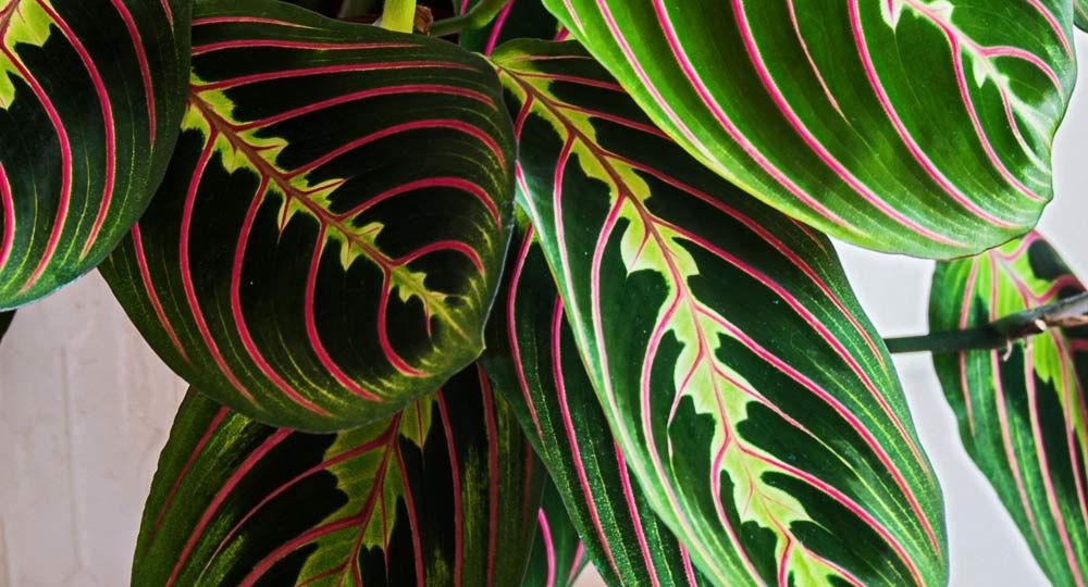 Почему у маранты сохнут кончики листьев, и как это быстро исправить