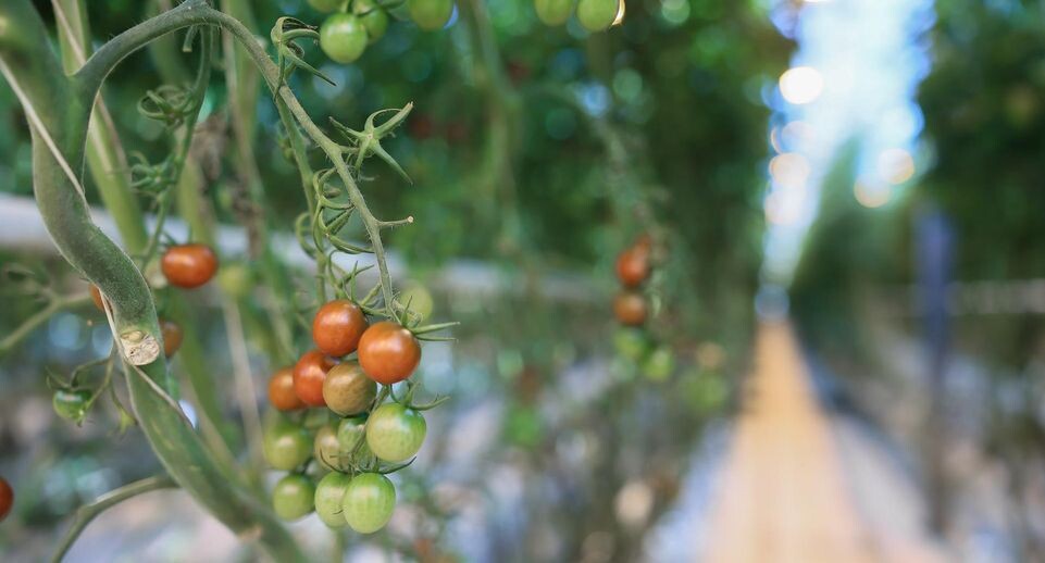    медиасток.рф