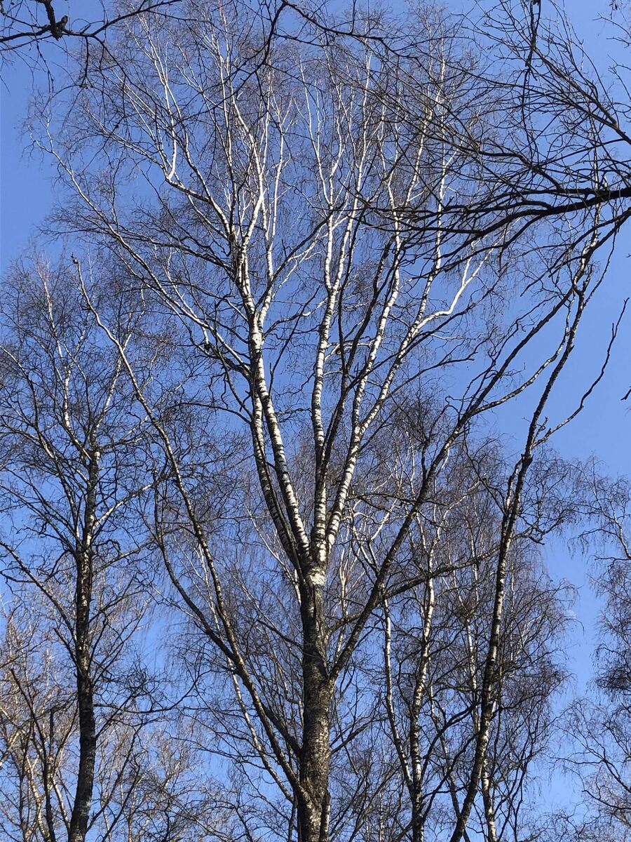 Смотрите какая макушка у березы , фото с прогулки.