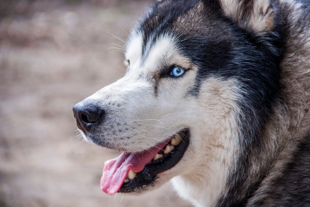    Фото: yakut husky/unsplash.com