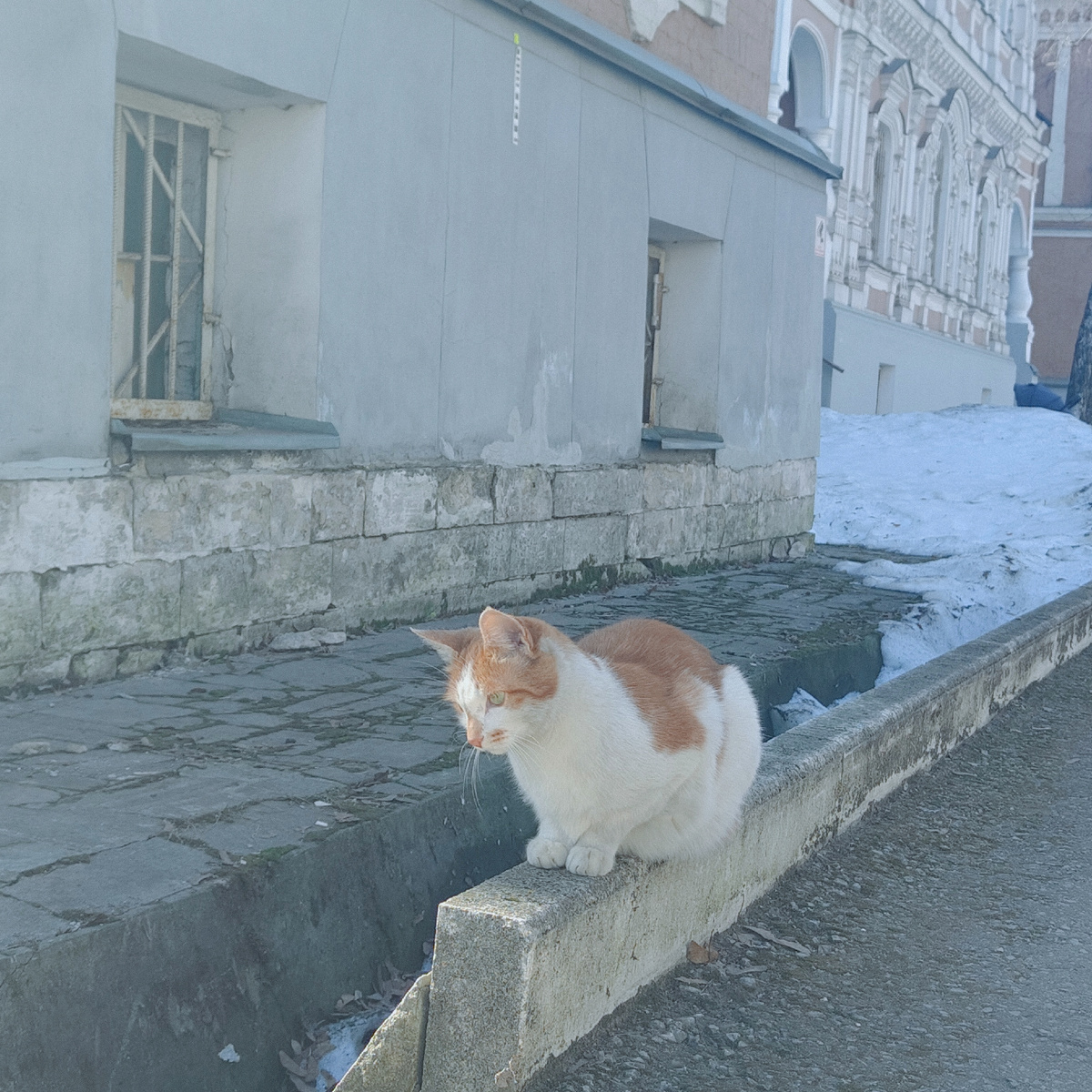 Потомок царских кровей 😀 (фото автора)