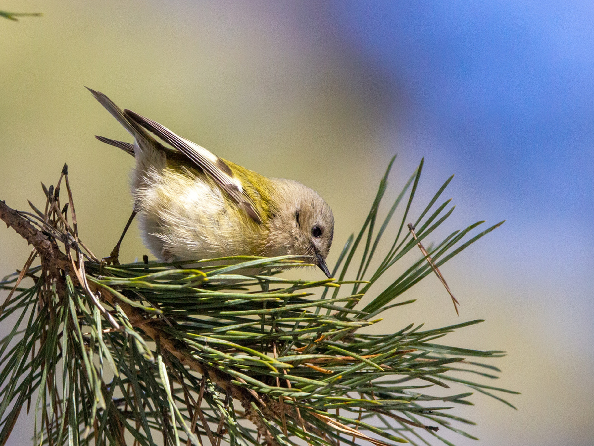 Желтоголовый королёк спустился с лесных  макушек! Крутился передо мной и так и эдак! Да всё равно не так-то просто его оказалось поймать!)))
25.03.2025, Плехановский бор. Фото Швецова Вера.