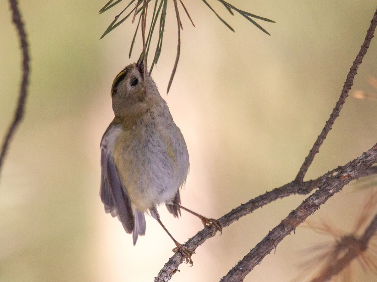Желтоголовый королёк. 25.03.2025, Плехановский бор. Фото Швецова Вера.