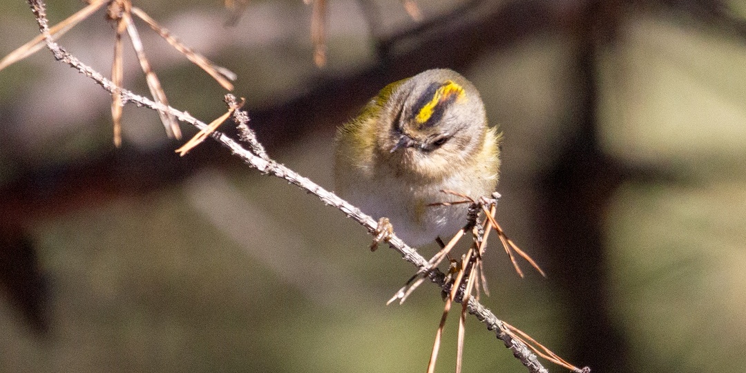 Когда Корольки спускаются с макушек...
