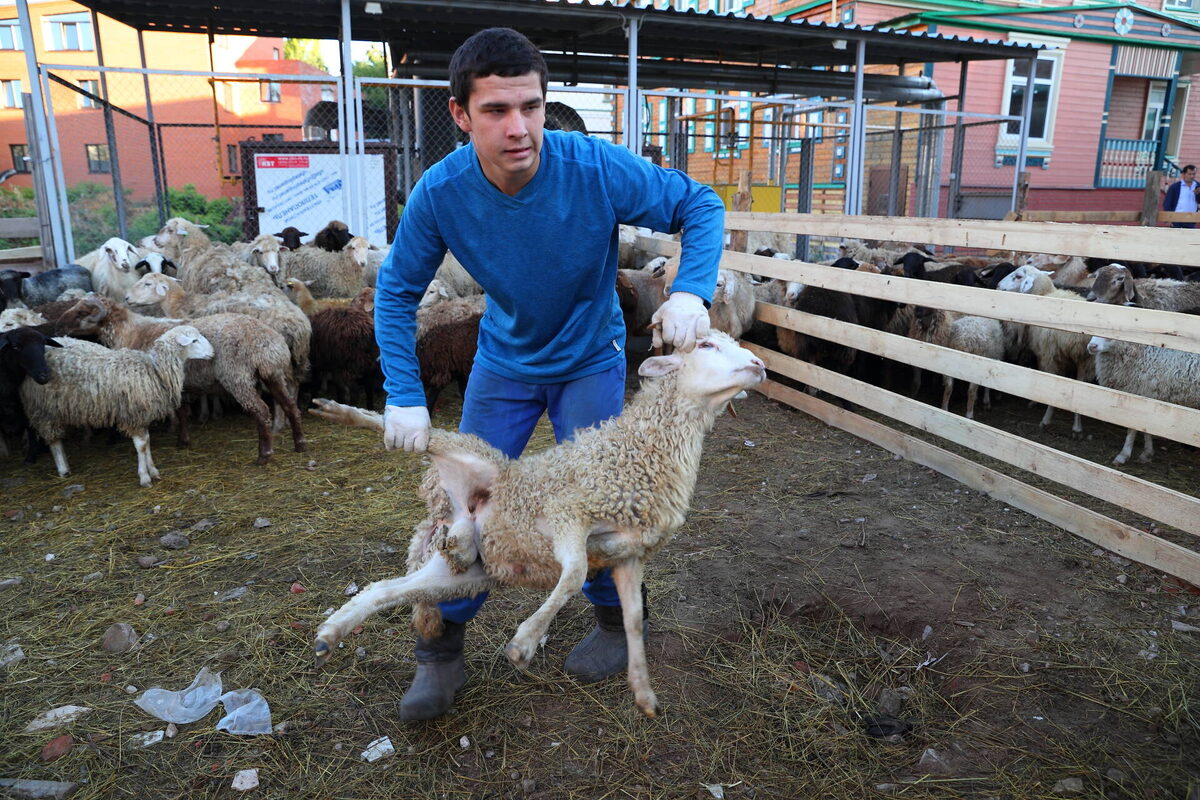 В этом году в Татарстане оборудуют 61 площадку для убоя жертвенных животныхФото: © Михаил Захаров / «Татар-информ»