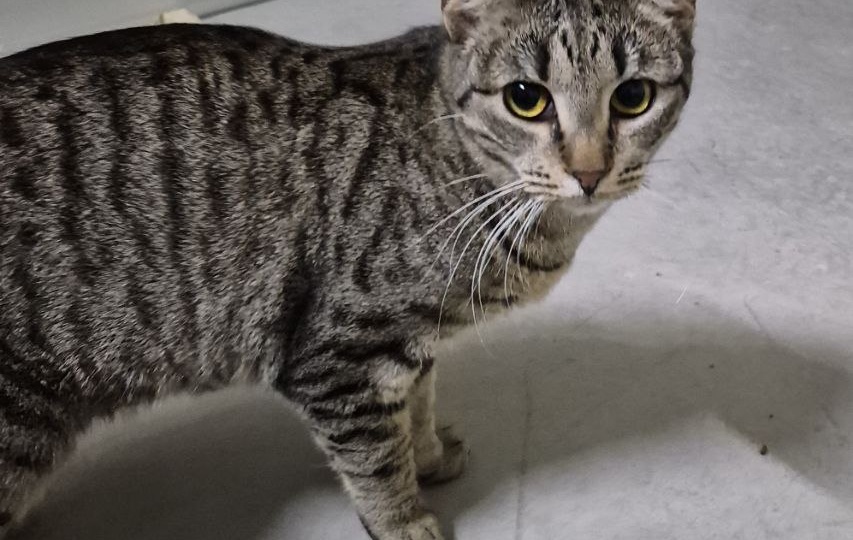 У каждого животного своя судьба. Но с этой кошкой явно наблюдается несправедливость