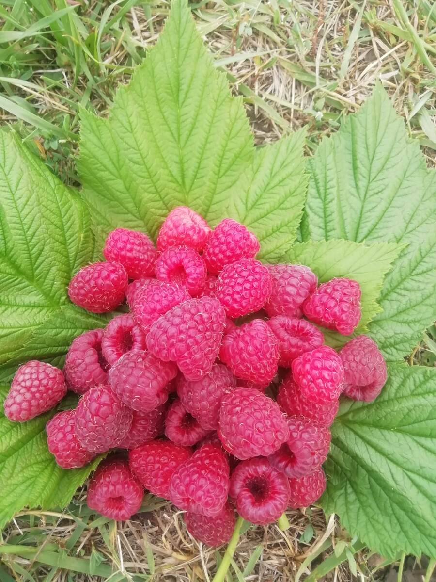 Это малина сорта Атлант, собрана в Республике Башкортостан в августе