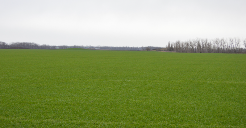 Фото автора. Март 2026. Озимое поле агрофирмы.