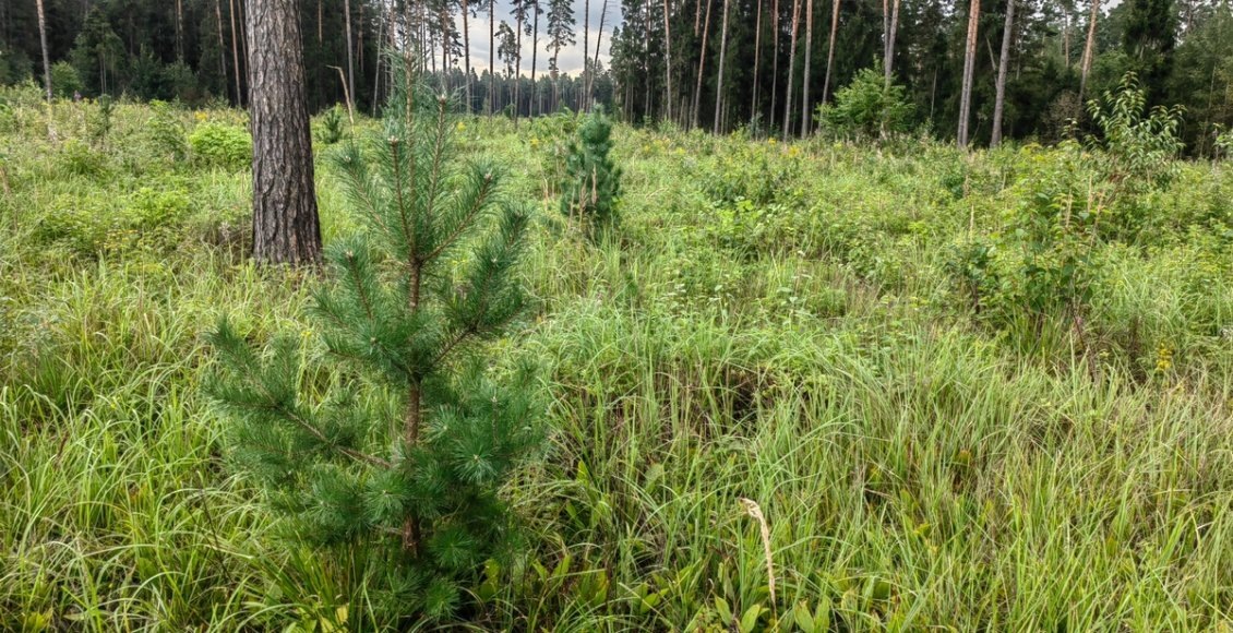    Фото: НИА "Экология"