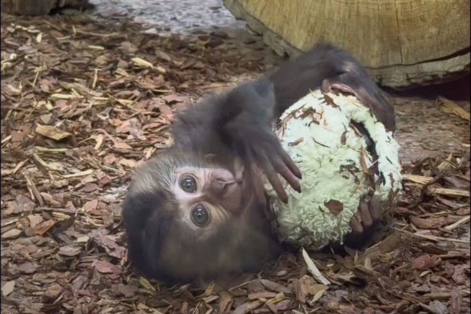    В природе новорожденные вандеру первые месяцы тесно связаны с матерью. Фото: Ленинградский зоопарк