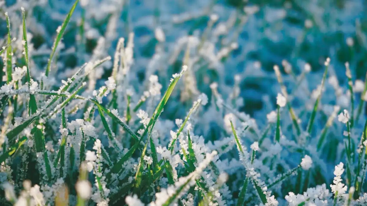 Фото: «Агро Эксперт Груп»
Пошаговая инструкция для первой обработки озимых