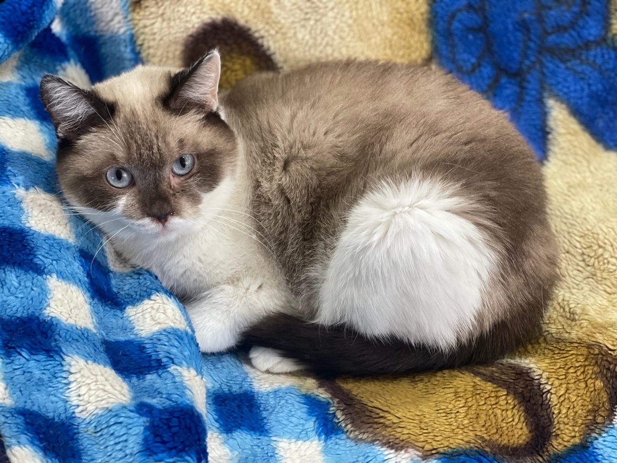 Герда еще в приюте