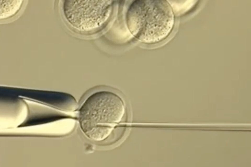 Японские исследователи вводят ядро соматической клетки для клонирования после извлечения ядра из другой, ранее клонированной яйцеклетки мыши.    
 Источник: University of Yamanashi  📷
