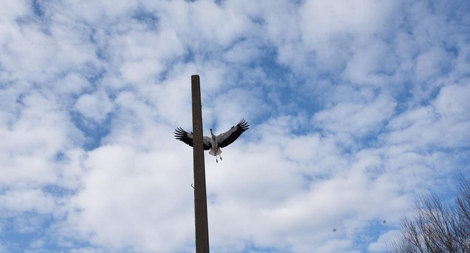    Владимир Останин