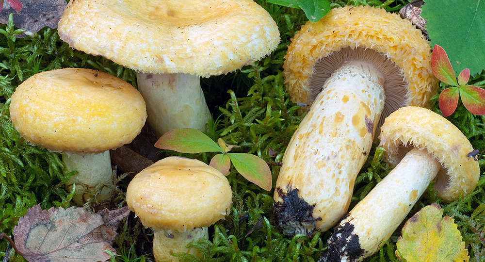 Груздь синеющий (Lactarius repraesentaneus)