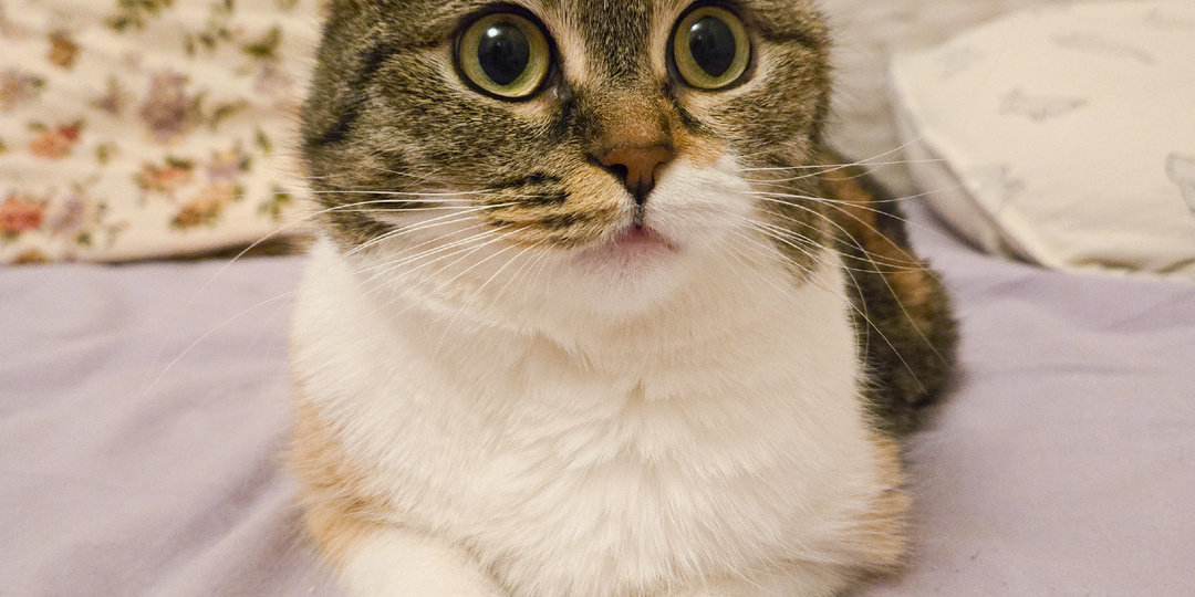 Габи вернули в бокс. Спустя месяц жизни в домашних условиях она снова взаперти