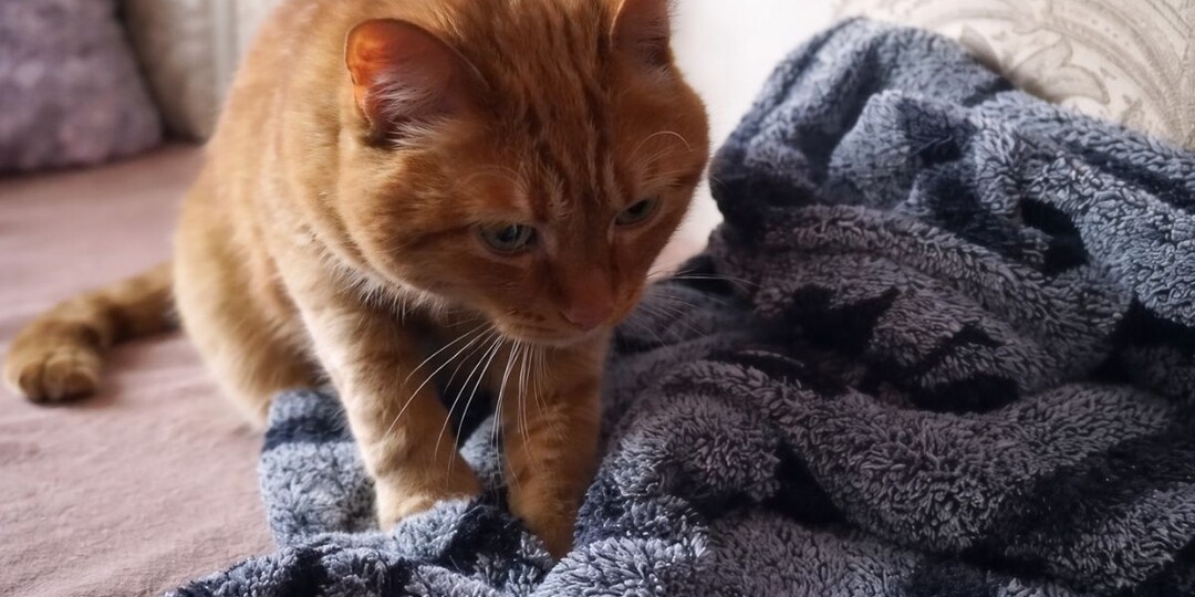 Почему кошки топчутся на месте: вот что на самом деле означает эта привычка