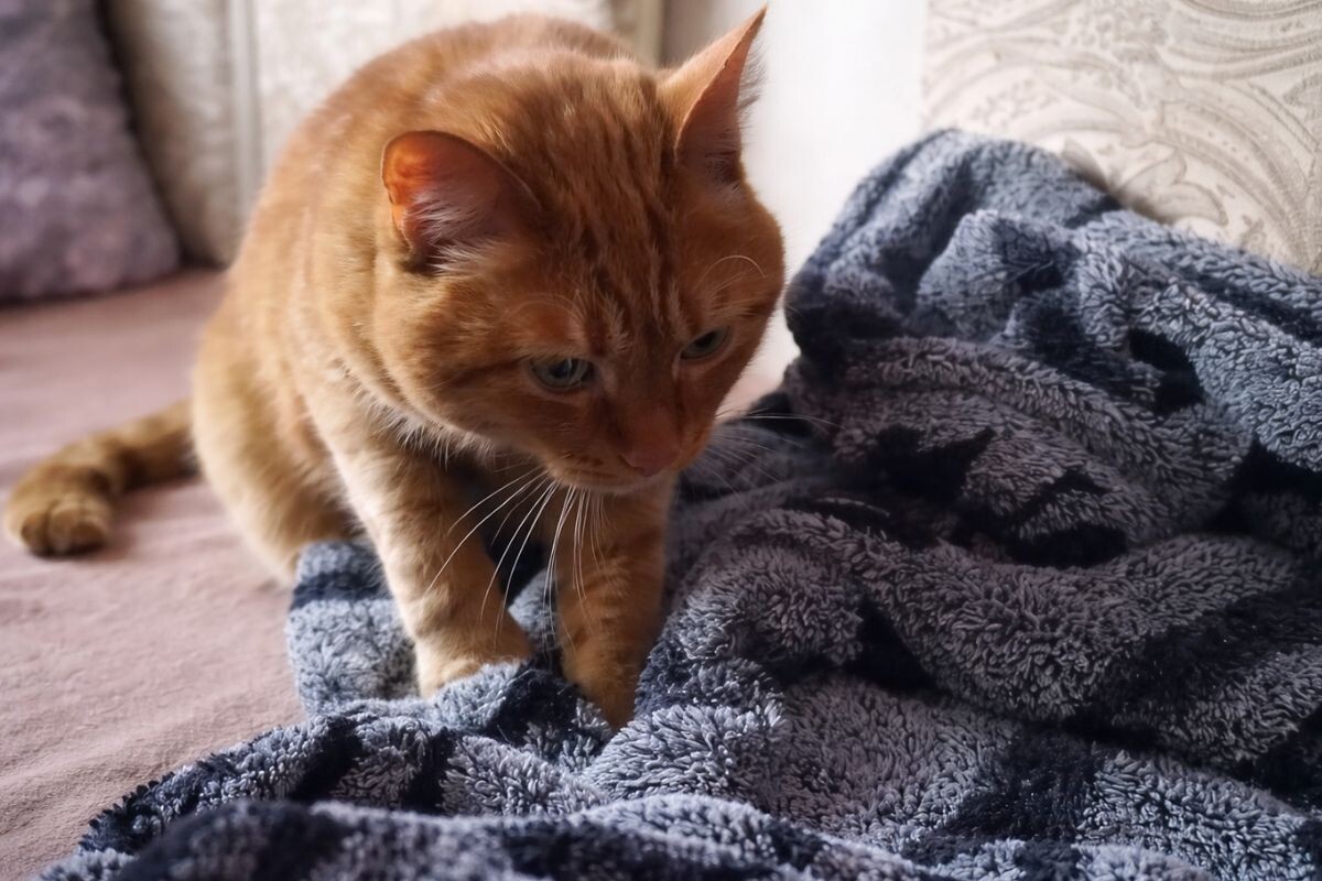 Кот топчется 