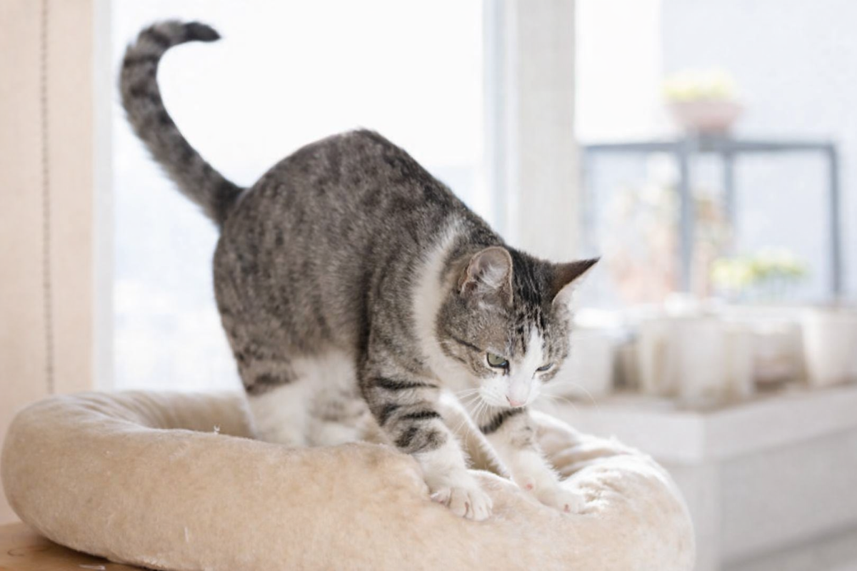 Кошка топчется на месте