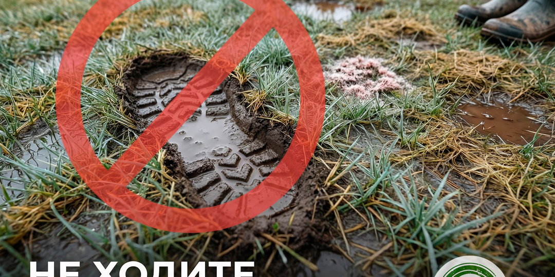 Стоп! Уберите ноги с газона: почему весенняя прогулка может “убить” лужайку