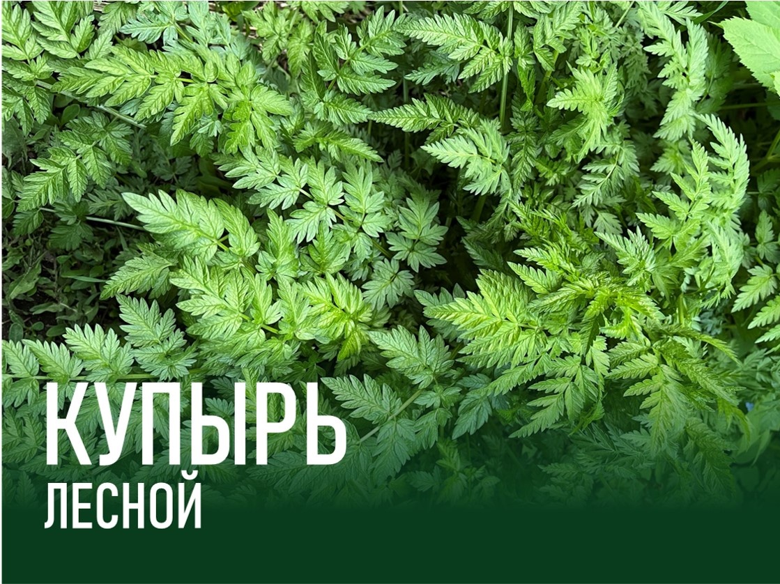 Купырь лесной (морковник)