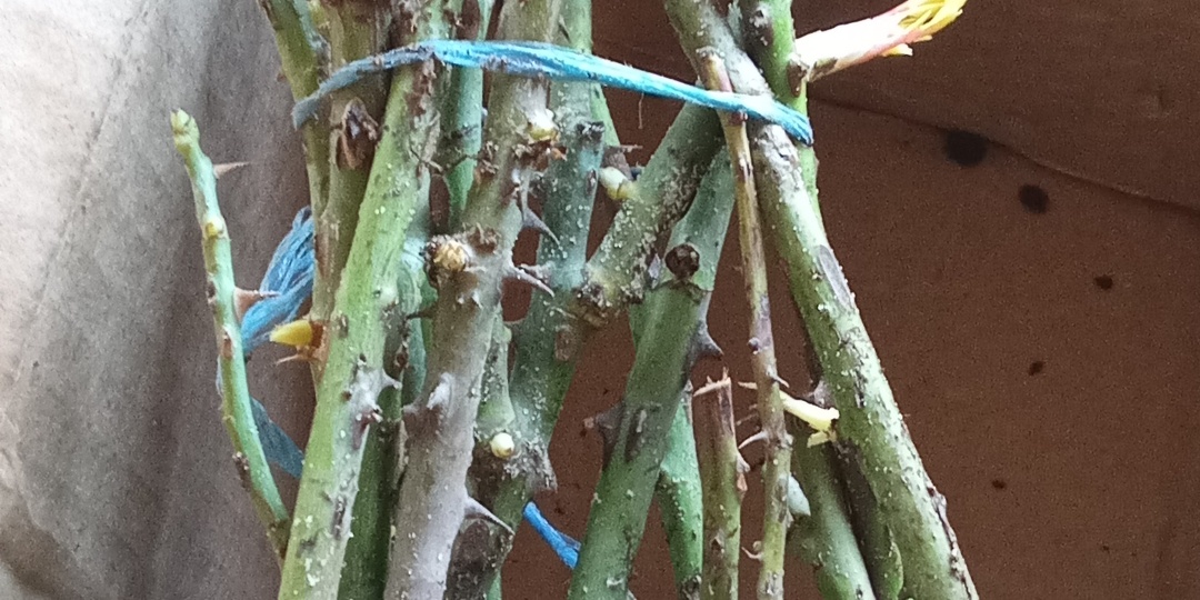 Получение уценённых саженцев роз из питомника «Розы Вдохновения»