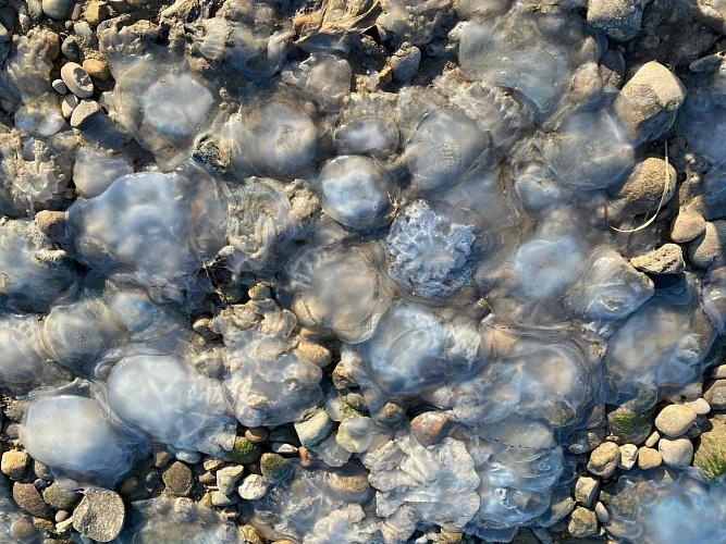    Фото: ЮНЦ РАН Веселовские вести