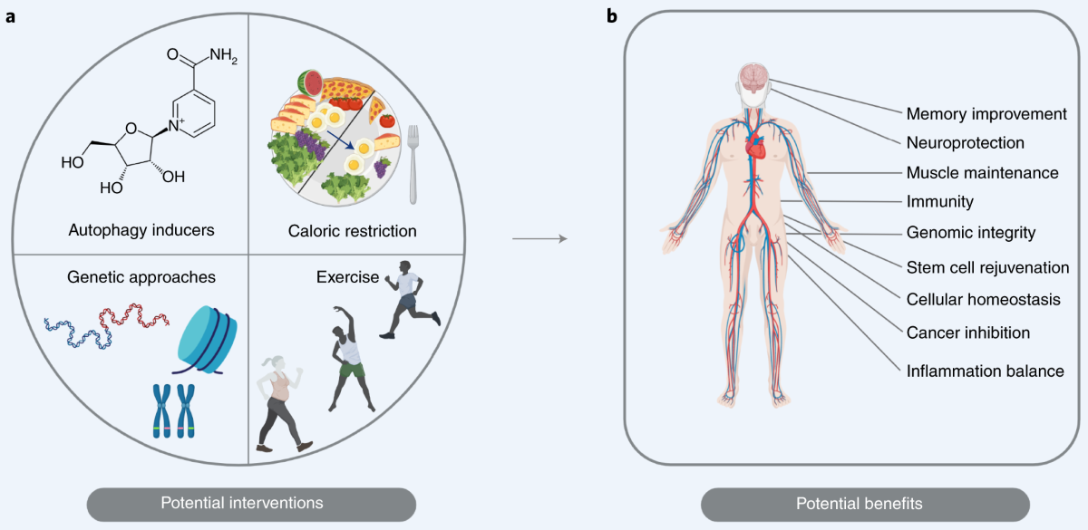 Положительное влияние стрессовых факторов - ограничение калорийности и физическая нагрузка - приводят к запуску аутофагии и нормализации здоровья (источник: https://www.nature.com/articles/s43587-021-00098-4)