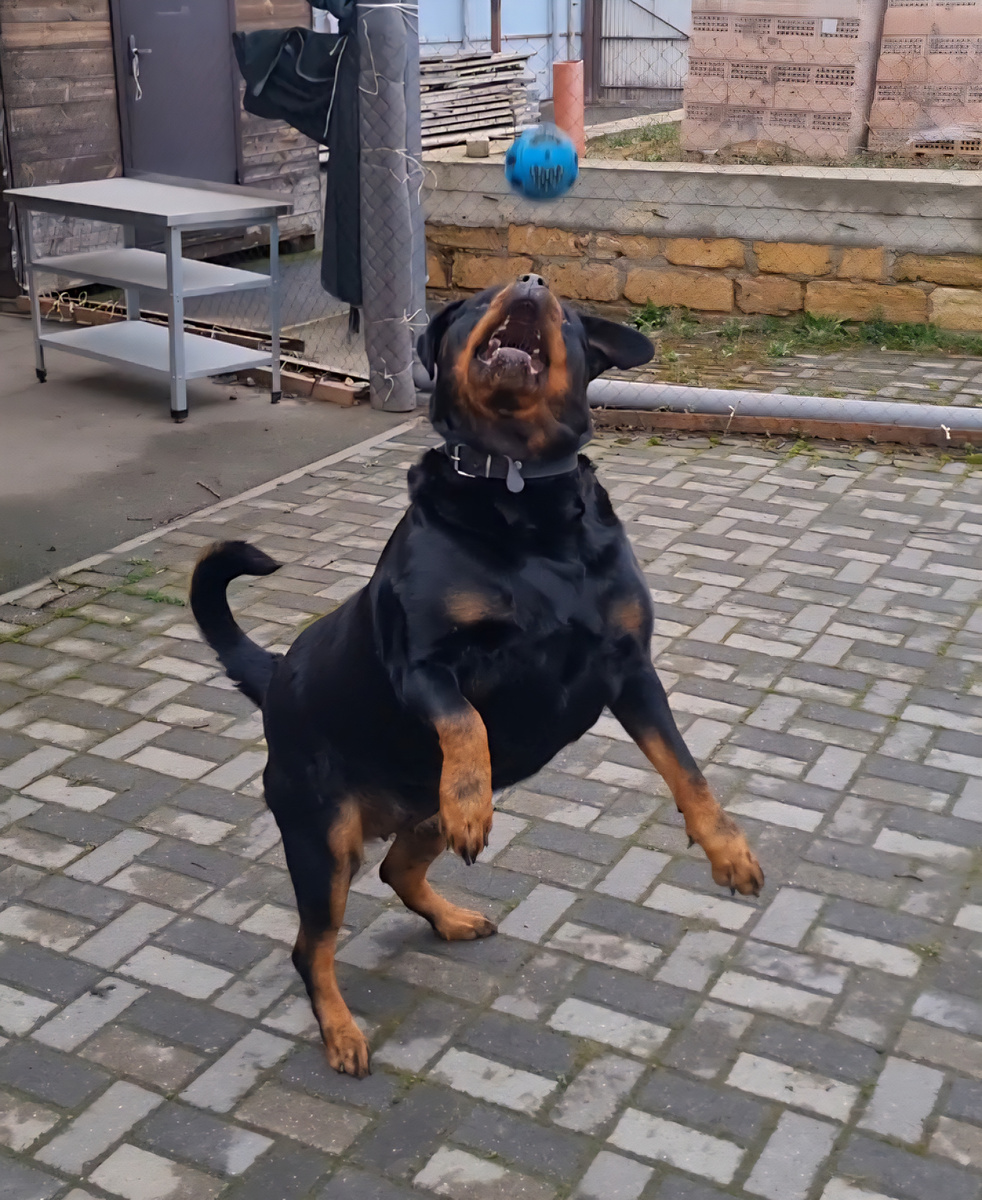 Собачий волейбол 