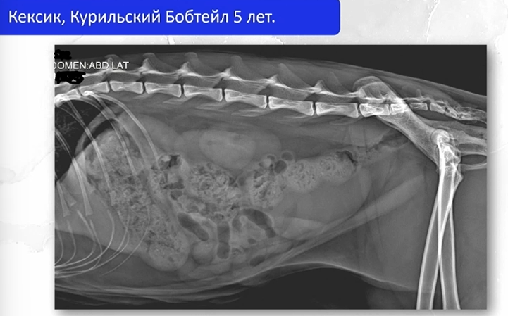 Вот так на снимке выглядел кишечник животного. Фото: скриншот из презентации.
