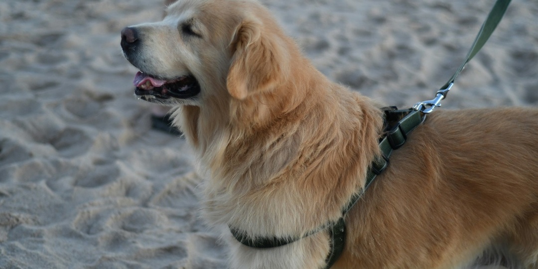 Учёные заявили, что люди приручили собак более 20 тысяч лет назад