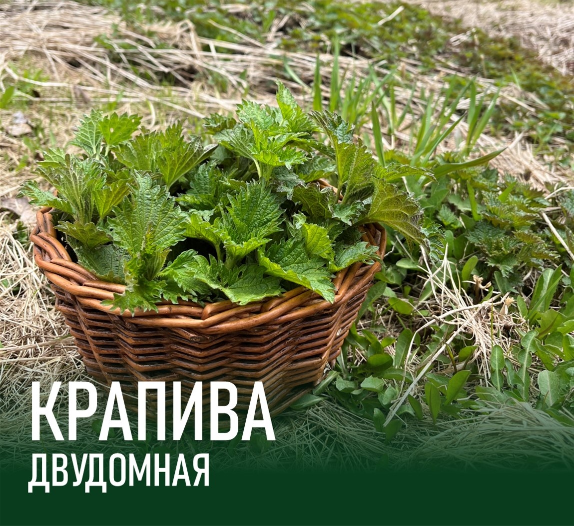 Крапива двудомная