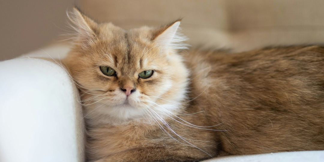 Девочка с характером