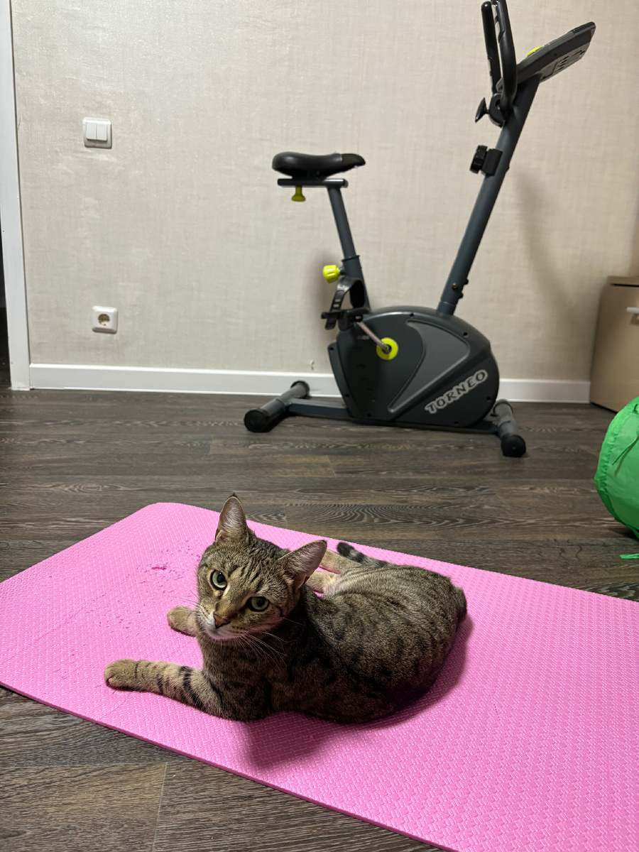 Кошенька: «И не забудьте, какой большой вклад я вношу в его развитие»