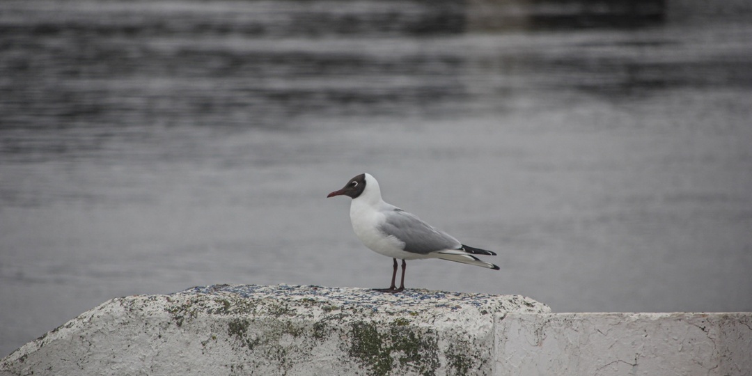 Прогноз погоды в Твери обещает тепло и дожди