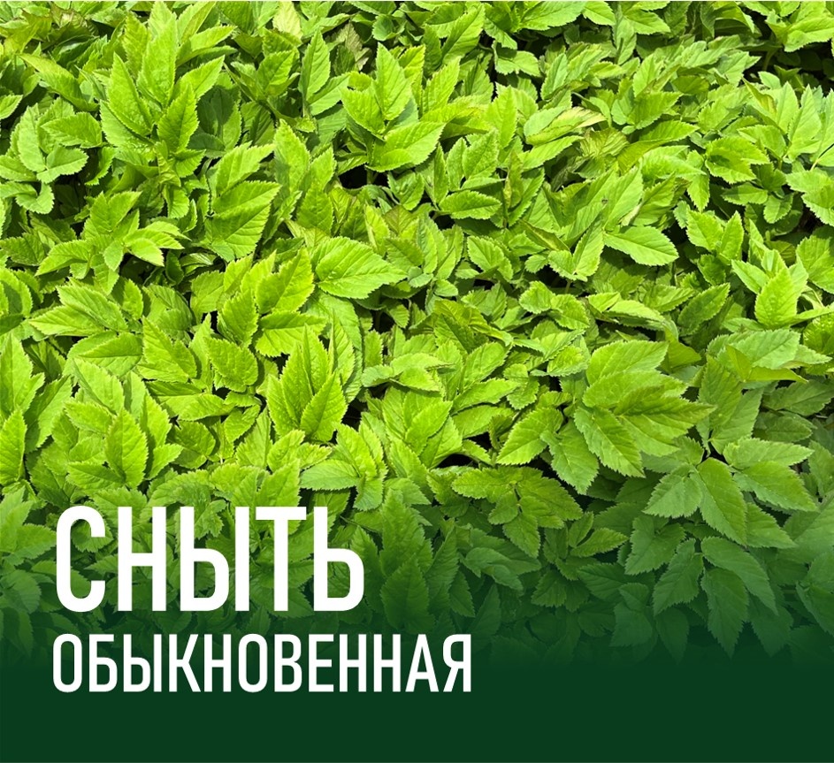 Сныть обыкновенная
