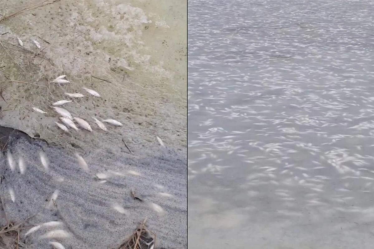 Массовая гибели рыбы в Ейском лимане в Щербиновском районе.