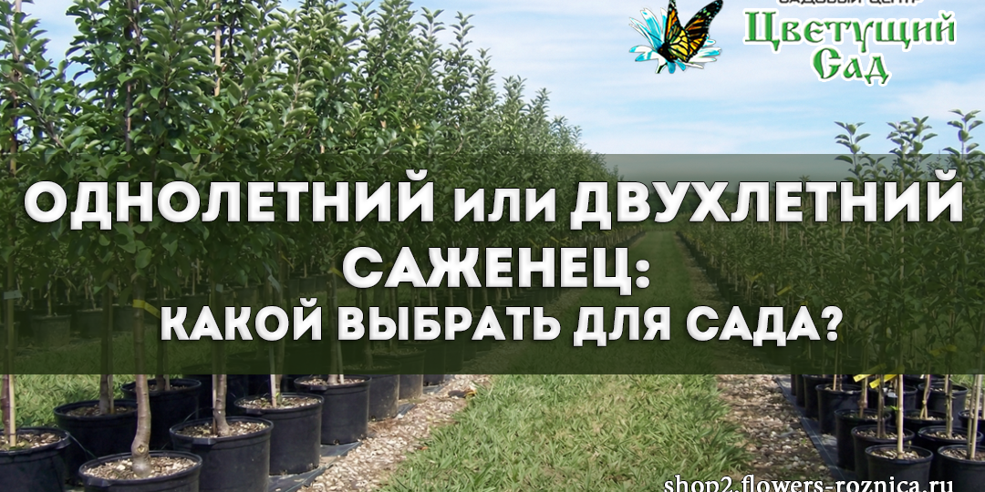 Как выбрать между однолетним и двухлетним саженцем