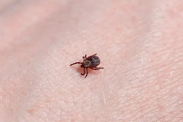    Источник: lenta.ru/ Виктория Николаева