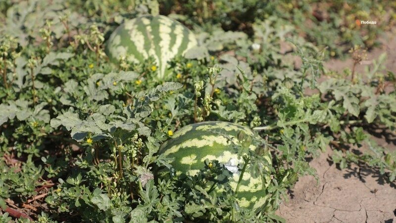      Фото: ИА «Победа26»