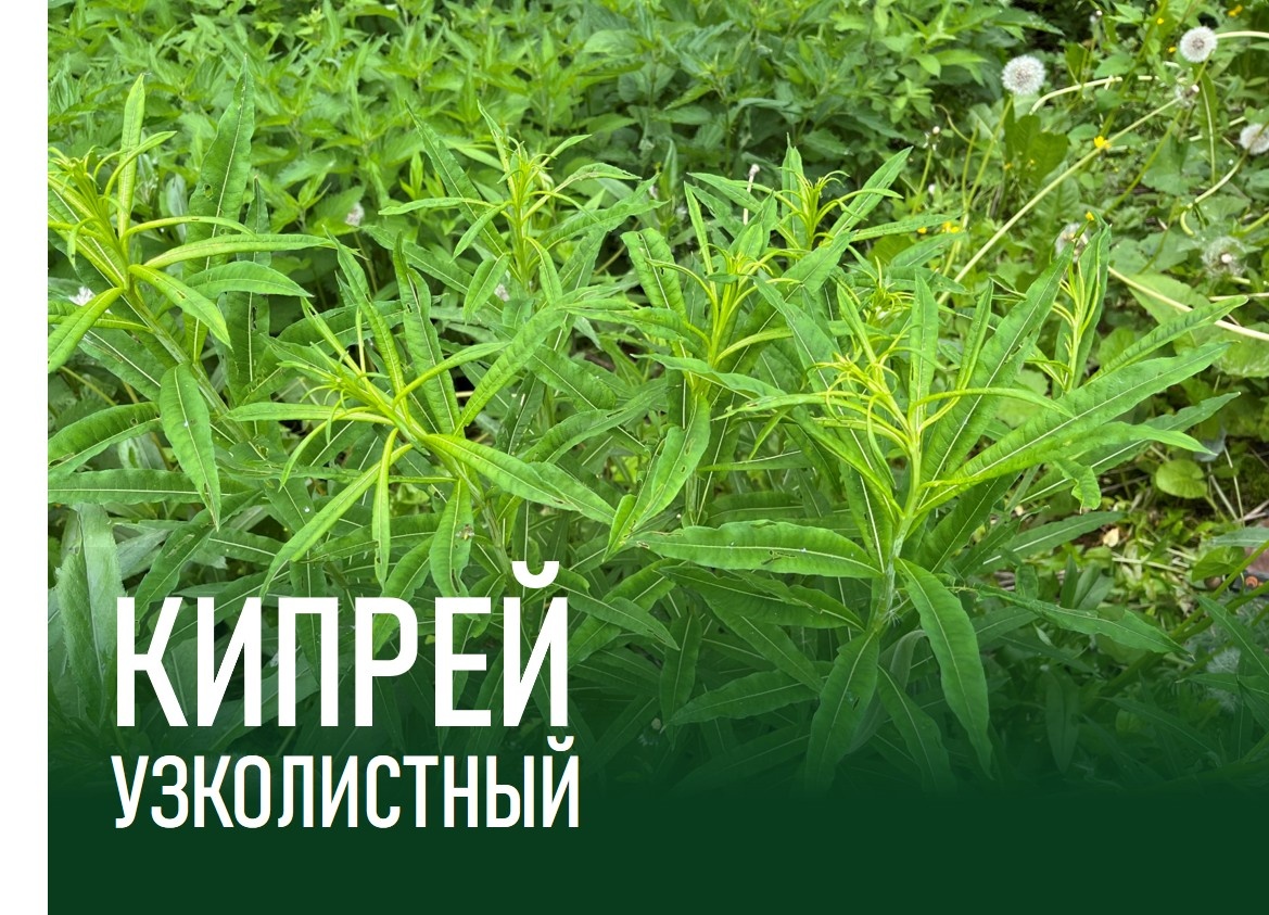 Кипрей узколистный