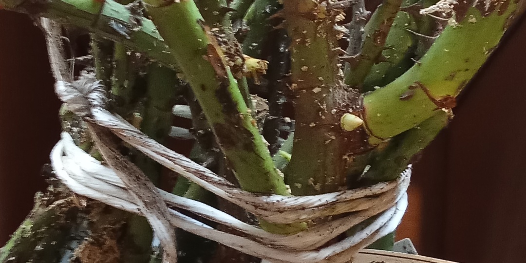 Пробный заказ саженцев роз из питомника «Элит» получен