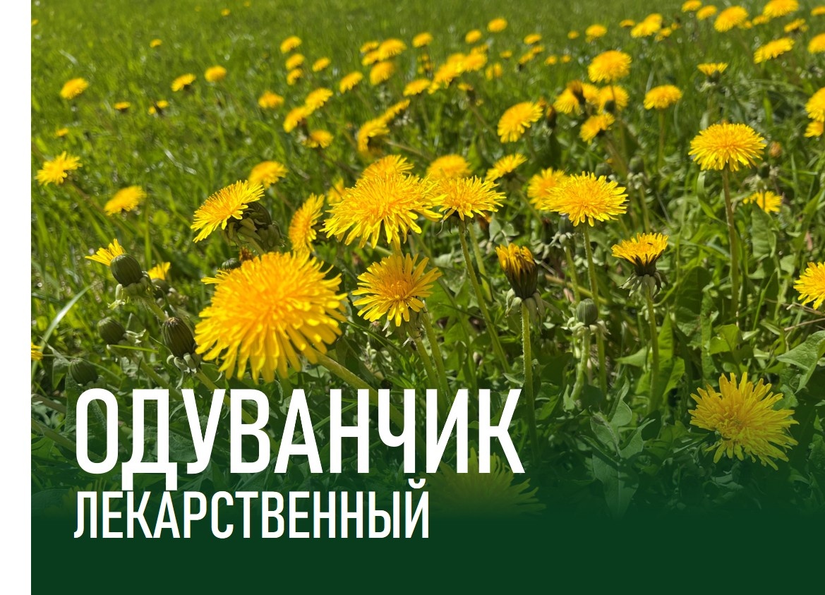 Одуванчик лекарственный
