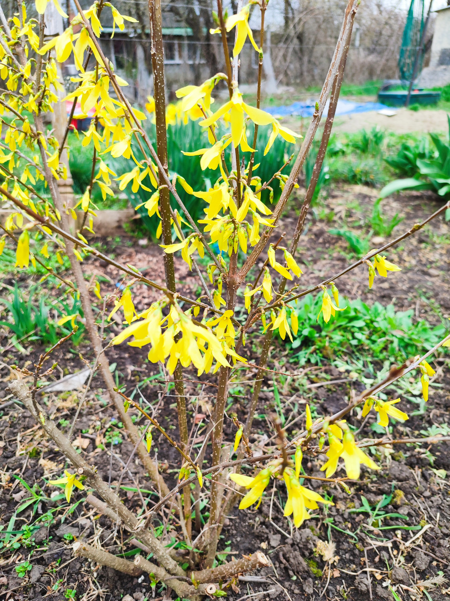 Форзиция (26.03.2026) 