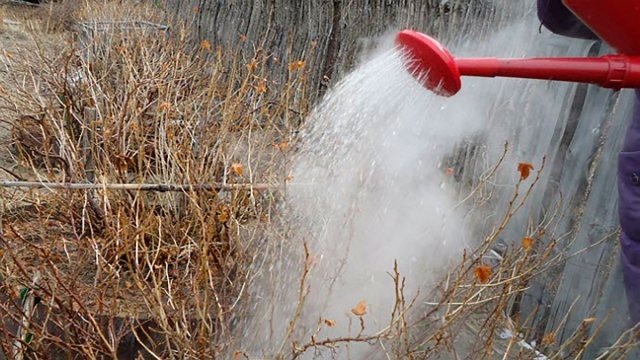 Конец марта — пора полить смородину кипятком!