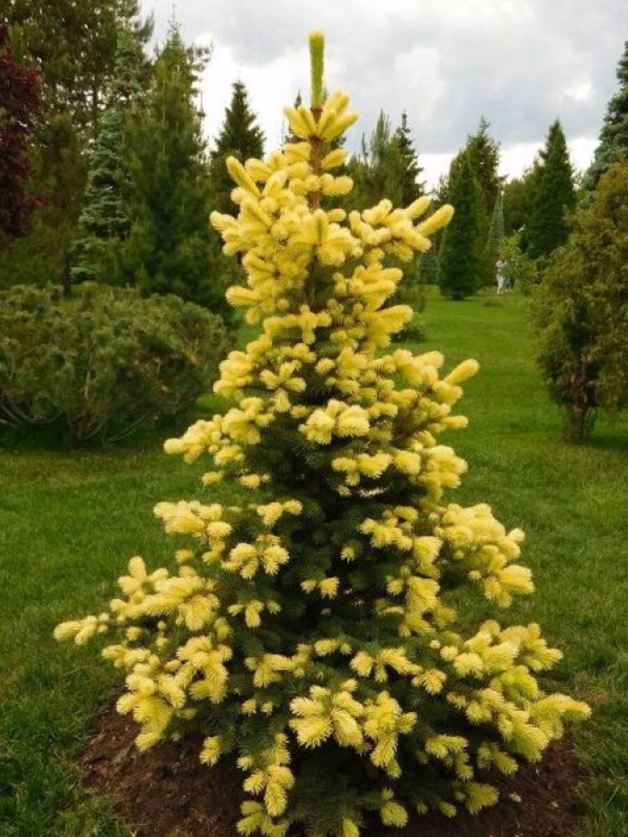 Ель майголд. Фото из открытых источников интернета.