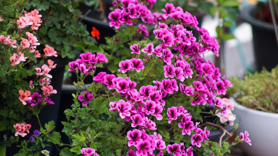    Shutterstock/FOTODOM