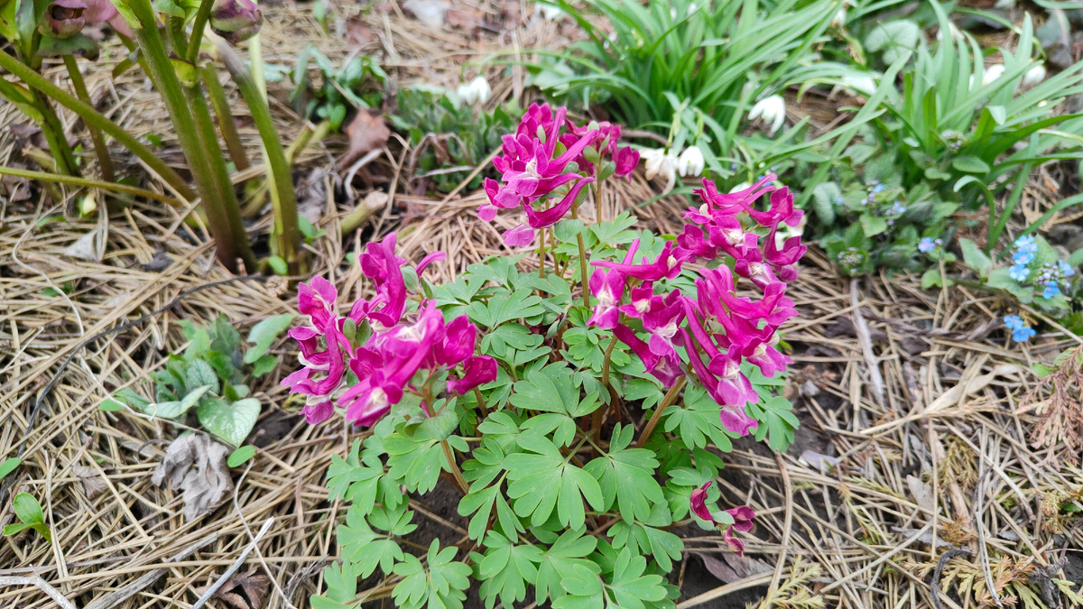 26.03.2026 г. Хохлатка в моём саду.