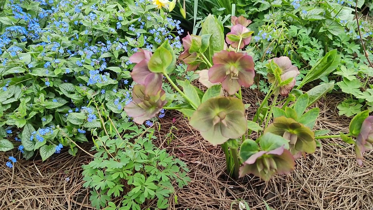 04.04.2025 г. На переднем плане виден кустик хохлатки со стручками семян.